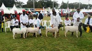 Livestock Breeders Show 2018
